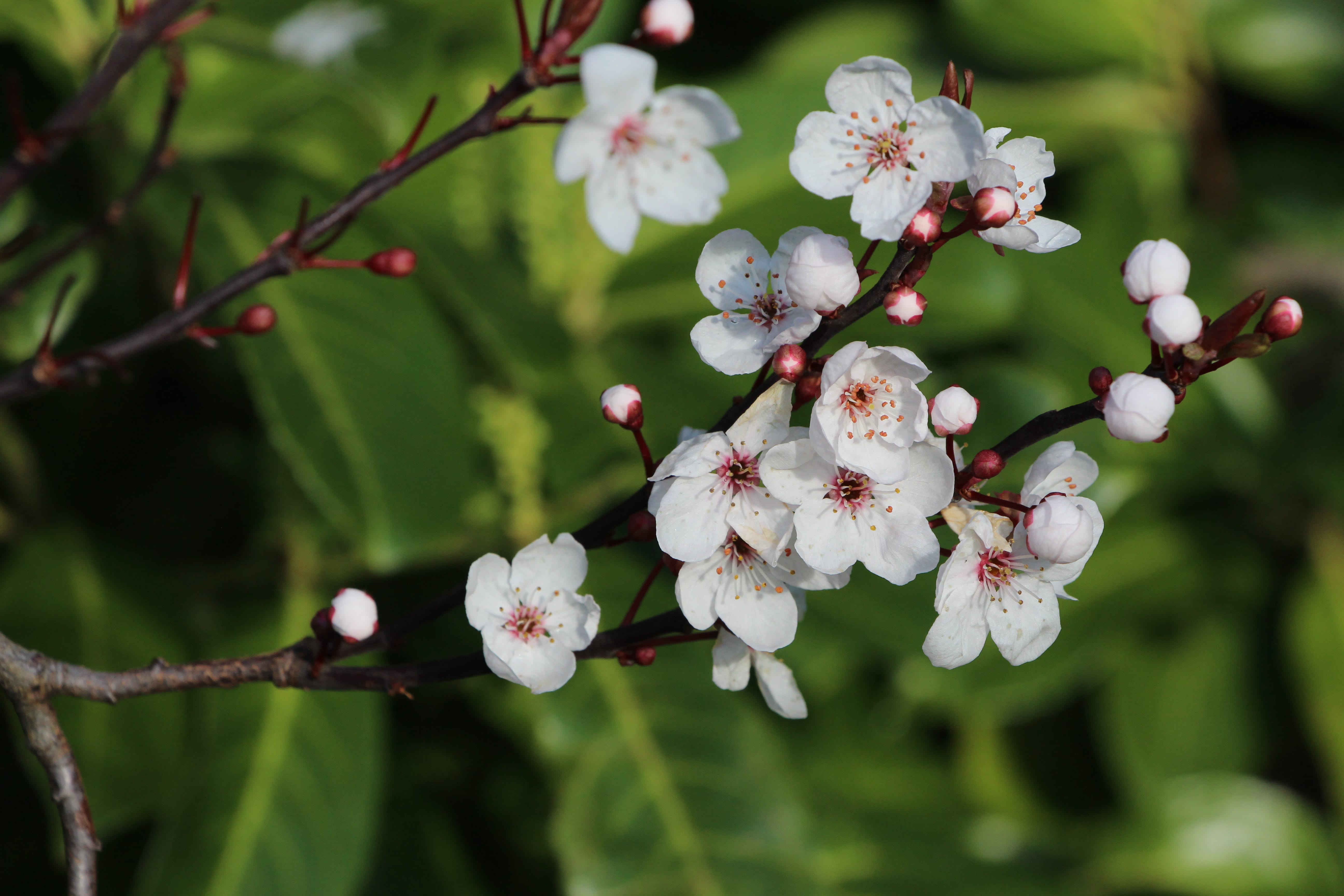 Fleurs cerisier-min