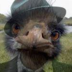 Les autruches c'est eux, c'est nous, c'est moi…