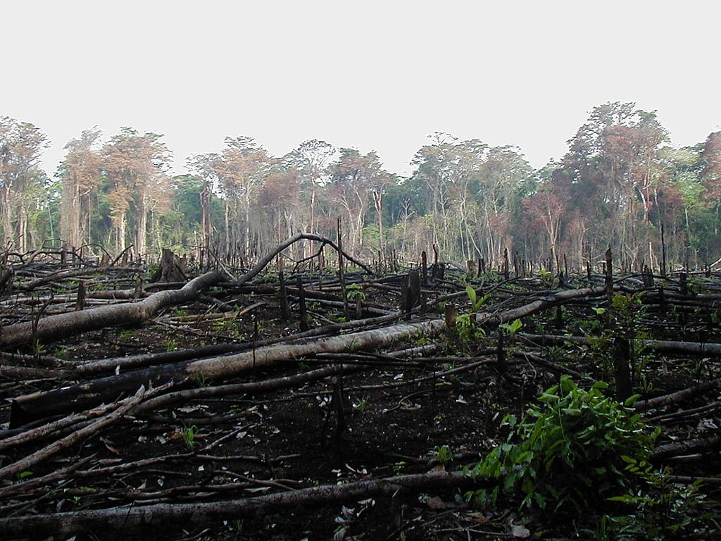 Forest burned for agriculture
